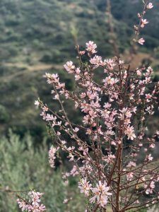 Almendros en flor en Reul Alto - Casas Rurales Almería - Reul Alto